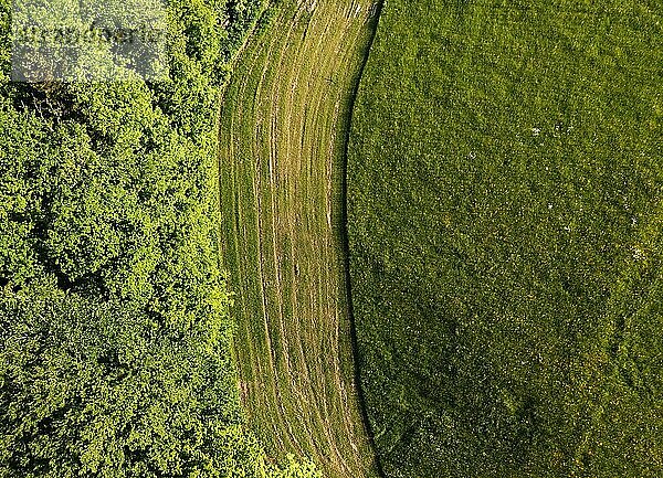 Drohnenaufnahme  Struktur einer gemähten Wiese mit Baumgruppe  von oben  Struktur  Landwirtschaft  Agrarlandschaft  Hausruckviertel  Oberösterreich  Österreich  Europa