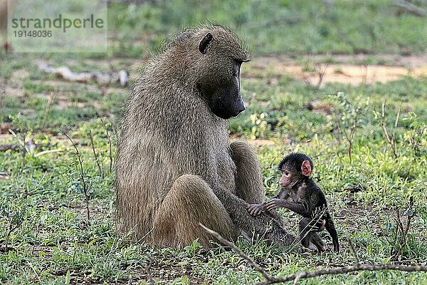 Bärenpavian  Tschakma Pavian (Papio ursinus)  adult  weiblich  Mutter  Jungtier  Baby  Sozialverhalten  entspannt  Krüger Nationalpark  Südafrika