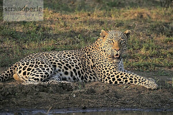 Leopard (Panthera pardus)  adult  entspannt  liegend  auf Boden  am Wasser  Sabi Sand Game Reserve  Krüger Nationalpark  Südafrika