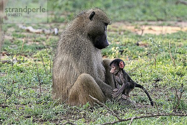 Bärenpavian  Tschakma Pavian (Papio ursinus)  adult  weiblich  Mutter  Jungtier  Baby  Sozialverhalten  entspannt  Krüger Nationalpark  Südafrika