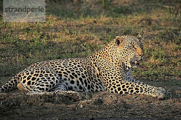 Leopard (Panthera pardus)  adult  entspannt  liegend  auf Boden  Sabi Sand Game Reserve  Krüger Nationalpark  Südafrika