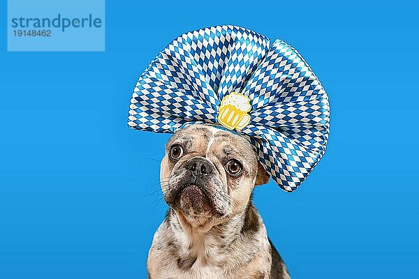 Französische Bulldogge Hund trägt Oktoberfest Band Stirnband mit traditionellen blauen und weißen Farben und Bierkrug auf blauem Hintergrund