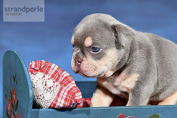 Lilac Tan Französisch Bulldogge Hundewelpe im Bett vor blauem Hintergrund