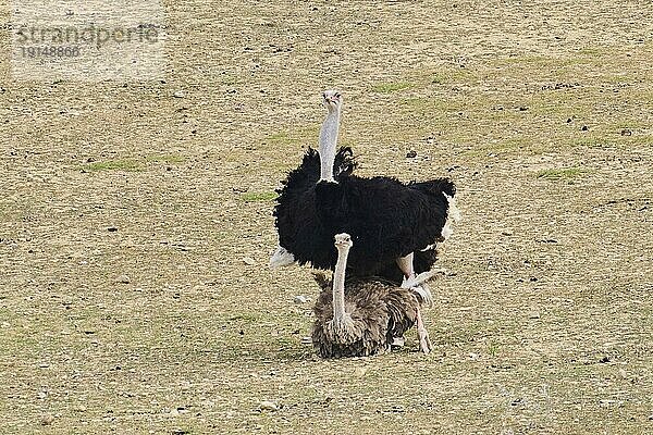 Afrikanischer Strauß (Struthio camelus)  Männchen und Weibchen (Paar) in der Wüste  Paarung  captive  Verbreitung Afrika