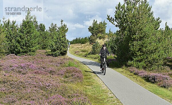 Frau fährt Fahrrad in einer Heidelandschaft  Dänemark  Europa