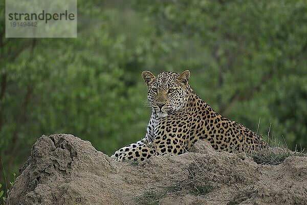 Leopard (Panthera pardus)  adult  entspannt  liegend  auf Felsen  Sabi Sand Game Reserve  Krüger Nationalpark  Südafrika