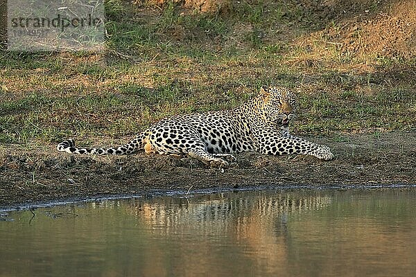 Leopard (Panthera pardus)  adult  entspannt  liegend  am Wasser  Sabi Sand Game Reserve  Krüger Nationalpark  Südafrika