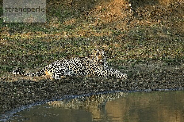 Leopard (Panthera pardus)  adult  entspannt  liegend  am Wasser  Sabi Sand Game Reserve  Krüger Nationalpark  Südafrika