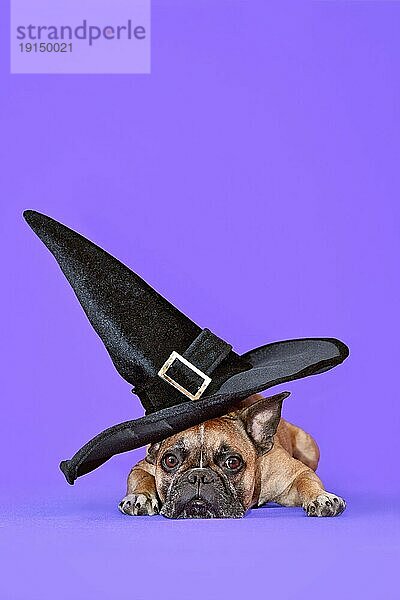 Französische Bulldogge Hund mit großen Halloweenkostüm Hexenhut auf lila Hintergrund