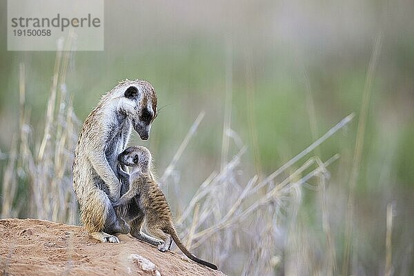 Erdmännchen (Suricata suricatta) . Auch Erdmännchen genannt. Beschützendes Weibchen mit säugenden Jungen in ihrem Bau. Kalahari Wüste  Kgalagadi Transfrontier Park  Südafrika