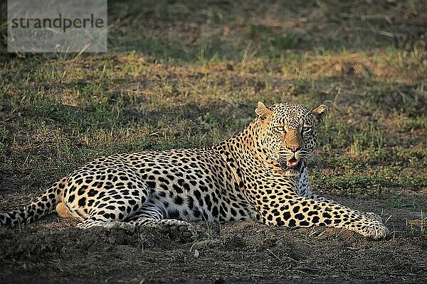 Leopard (Panthera pardus)  adult  entspannt  liegend  auf Boden  am Wasser  Sabi Sand Game Reserve  Krüger Nationalpark  Südafrika