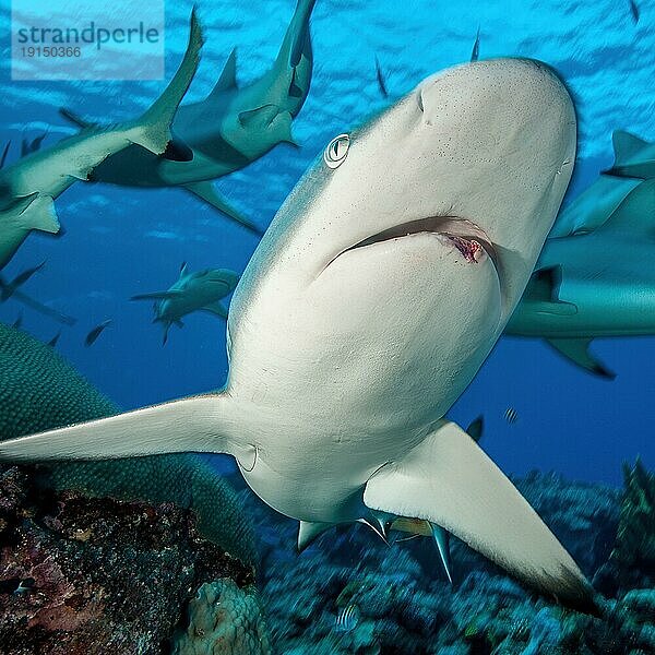 Nahaufnahme von Kopf von Grauer Riffhai (Carcharhinus amblyrhynchos) schwimmt frontal auf Betrachter zu hat von ausgerissener Angelhaken tiefe offene Wunde Verletzung im Maul Unterkiefer  Pazifik  Insel Yap  Yap State  Karolineninseln  FSM  Föderierte Staaten von Mikronesien  Australien  Ozeanien