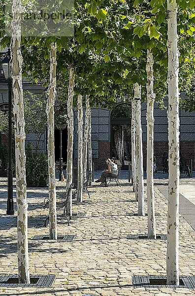Neu gepflanzte Platanen  Forum an der Museumsinsel  Stadtquartier der Zukunft  Berlin Mitte  Deutschland  Europa
