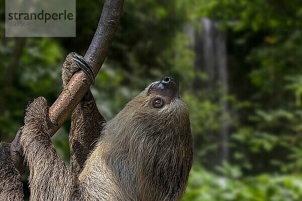 Eigentliches Zweifingerfaultier (Choloepus didactylus)  Südliches Zweizahnfaultier  Linnes Zweizahnfaultier (Bradypus didactylus) klettert auf Baum  Südamerika