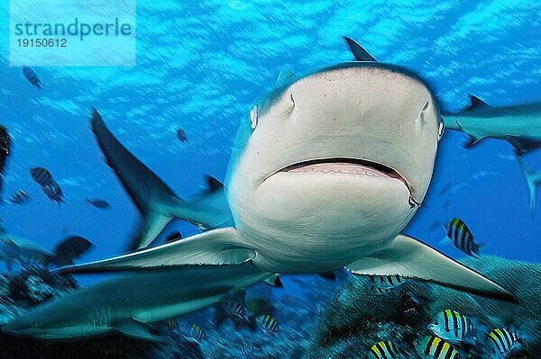 Nahaufnahme von Kopf von Grauer Riffhai (Carcharhinus amblyrhynchos) schwimmt frontal auf Betrachter zu hat rechts im Bild Angelhaken im Maul Kiefer  Pazifik  Insel Yap  Yap State  Karolineninseln  FSM  Föderierte Staaten von Mikronesien  Australien  Ozeanien