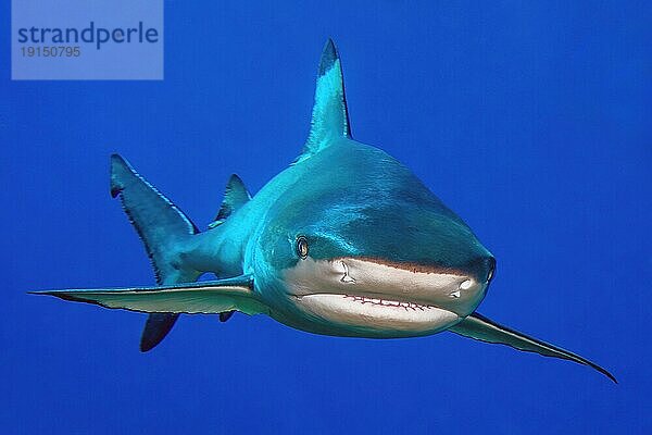 Schwarzspitzenriffhai Schwarzspitzen Riffhai (Carcharhinus melanopterus) Schwarzspitzenriffhai Hai schwimmt frontal auf Betrachter zu hat Maul leicht geöffnet zeigt Zähne Zahnreihe  Pazifik  Insel Yap  Yap State  Karolineninseln  FSM  Föderierte Staaten von Mikronesien  Australien  Ozeanien