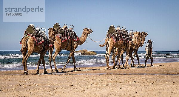Coffs Harbour  Australien am 14. August 2016: Touristenführer führt Kamele am Strand spazieren