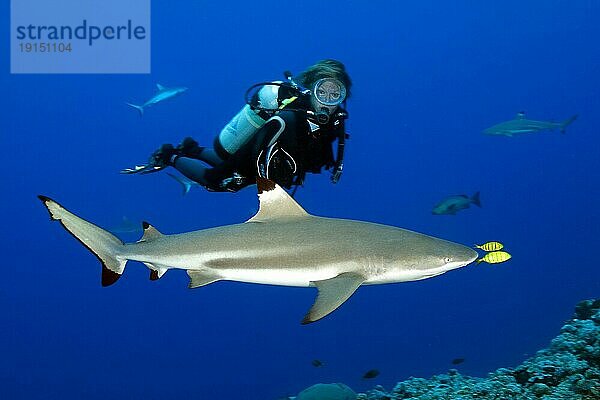 Taucherin betrachtet aus nächster Nähe Schwarzspitzenriffhai Schwarzspitzen-Riffhai (Carcharhinus melanopterus) davor Paar von Schwarzgoldene Pilotmakrele (Gnathanodon speciosus) Gelber PilotfisGoldmakrele Königsmakrele leben in Symbiose symbiotisches Verhalten  Pazifik  Karolineninseln  Insel Yap  Yap State  Föderierte Staaten von Mikronesien