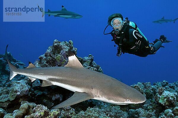 Taucherin betrachtet aus nächster Nähe Schwarzspitzenriffhai Schwarzspitzen-Riffhai (Carcharhinus melanopterus) schwimt über in Korallenriff  Pazifik  Karolineninseln  Insel Yap  Yap State  Föderierte Staaten von Mikronesien