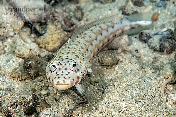 Nahaufnahme von Ohrfleck-Sandbarsch (Parapercis clathrata) Sandbarsch blickt Betrachter frontal an liegt auf sandiger Meeresboden  Pazifik  Karolineninseln  Insel Yap  Yap State  FSM  Föderierte Staaten von Mikronesien  Australien  Ozeanien