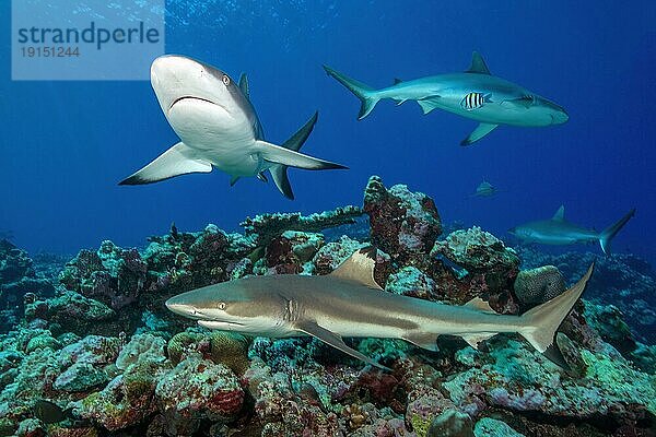 Unten im Vordergrund Schwarzspitzenriffhai Schwarzspitzen Riffhai (Carcharhinus melanopterus) Schwarzspitzenriffhai Hai schwimmt dicht über Steinkorallen (Scleractinia) in Korallenriff  darüber Grauer Riffhai (Carcharhinus amblyrhynchos) schwimmt frontal auf Betrachter zu  Pazifik  Insel Yap  Yap State  Karolineninseln  FSM  Föderierte Staaten von Mikronesien  Australien  Ozeanien