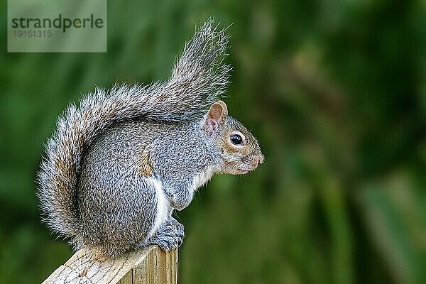 Östliches Grauhörnchen (Sciurus carolinensis)  Grauhörnchen  Baumhörnchen  heimisch im östlichen Nordamerika