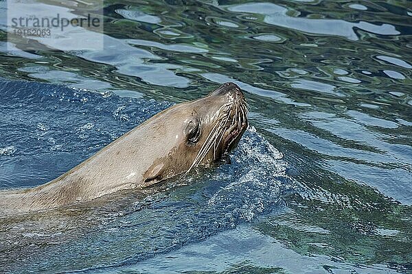 Stellerscher Seelöwe (Eumetopias jubatus)  Nördlicher Seelöwe  Stellerscher Seelöwe schwimmend  heimisch im nördlichen Pazifik