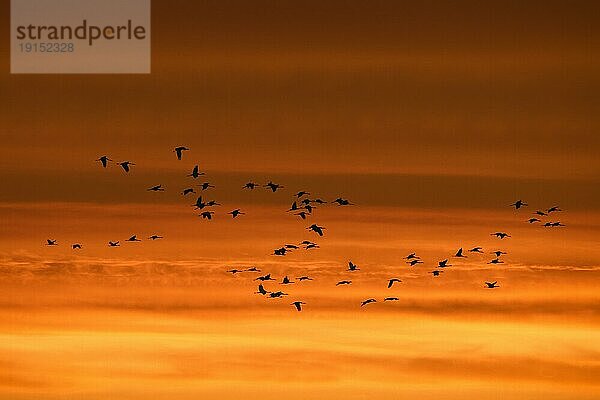 Kranichschwarm  Graue Kraniche (Grus grus) im Flug  Silhouette gegen den orangefarbenen Abendhimmel während des Herbstzuges