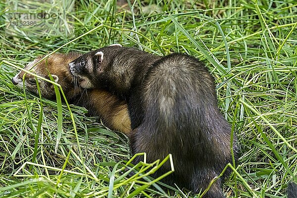 Europäischer Iltis (Mustela putorius) : Männchen paart sich mit Weibchen und beißt sie im Gras in den Nacken