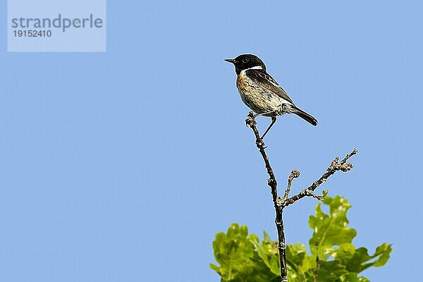 Schwarzkehlchen (Saxicola rubicola) (Motacilla rubicola)  erwachsenes Männchen im Frühjahr im Baum sitzend