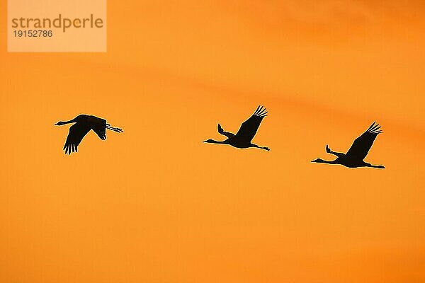 Kranichschwarm  Graue Kraniche (Grus grus) im Flug  Silhouette gegen den orangefarbenen Abendhimmel während des Herbstzuges