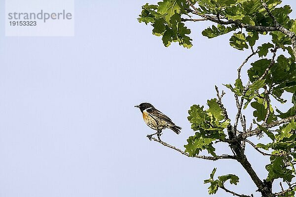 Schwarzkehlchen (Saxicola rubicola) (Motacilla rubicola)  erwachsenes Männchen im Frühjahr im Baum sitzend