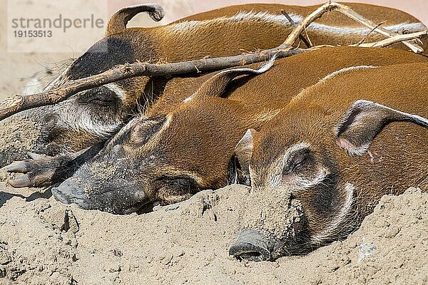 Nahaufnahme von drei roten Flussschweinen (Potamochoerus porcus)  schlafenden Buschschweinen  die in Afrika heimisch sind