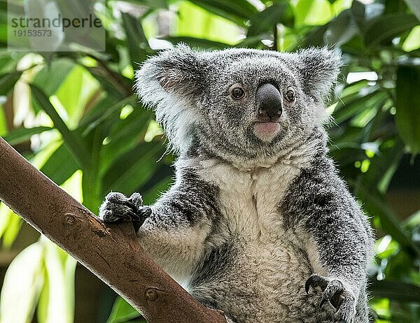 Nahaufnahme eines Koala (Phascolarctos cinereus)  der sich in einem Baum ausruht  ein in Australien beheimatetes Beuteltier
