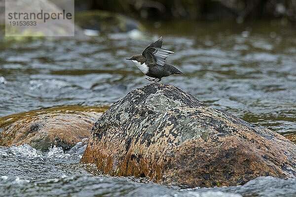 Wasseramsel  Wasseramsel (Cinclus cinclus cinclus) auf einem Felsen in einem Bach  Schweden  Skandinavien  Europa