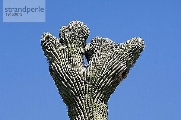Gekräuselter Saguaro (Carnegiea gigantea) in der Sonoran Wüste. Cresting ist eine seltene  aber natürlich vorkommende Verformung des Saguaro  Organ Pipe Cactus National Monument  Arizona  USA  Nordamerika