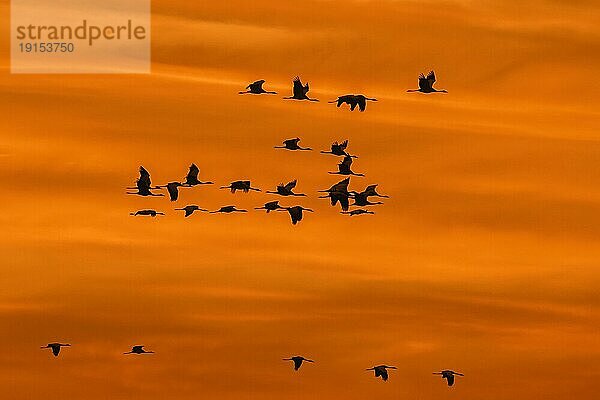 Kranichschwarm  Graue Kraniche (Grus grus) im Flug  Silhouette gegen den orangefarbenen Abendhimmel während des Herbstzuges