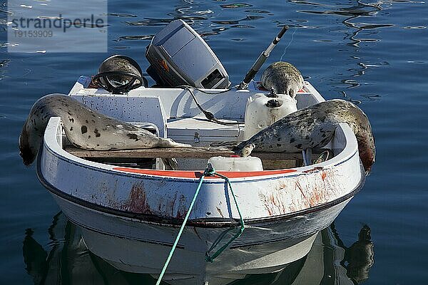 Erlegte Sattelrobben (Phoca groenlandica) im Motorboot eines Inuit Jägers  Uummannaq  Nord Grönland  Grönland  Nordamerika