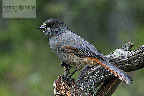 Unglückshäher (Perisoreus infaustus) auf einem Baumstamm sitzend  Schweden  Europa