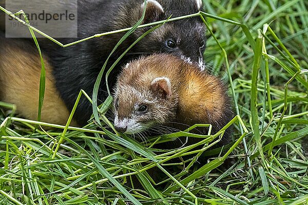 Europäischer Iltis (Mustela putorius) : Männchen paart sich mit Weibchen und beißt sie im Gras in den Nacken