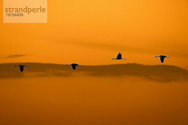 Kranichschwarm  Graue Kraniche (Grus grus) im Flug  Silhouette gegen den orangefarbenen Abendhimmel während des Herbstzuges