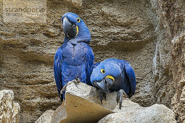 Hyazintharas (Anodorhynchus hyacinthinus) Hyazintharas  Paar auf einem Felsvorsprung in einer Steilwand  Papageien aus dem mittleren und östlichen Südamerika