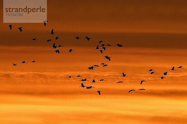 Kranichschwarm  Graue Kraniche (Grus grus) im Flug  Silhouette gegen den orangefarbenen Abendhimmel während des Herbstzuges