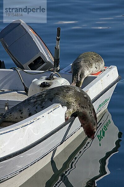 Erlegte Sattelrobben (Phoca groenlandica) im Motorboot eines Inuit Jägers  Uummannaq  Nord Grönland  Grönland  Nordamerika