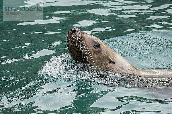 Stellerscher Seelöwe (Eumetopias jubatus)  Nördlicher Seelöwe  Stellerscher Seelöwe schwimmend  heimisch im nördlichen Pazifik