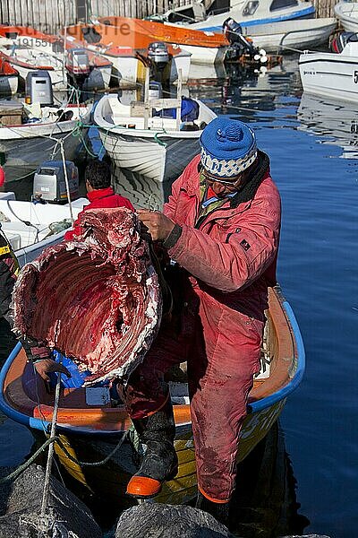 Inuitjäger entladen das Fleisch von Moschusochse (Ovibos moschatus) von einem Boot im Hafen von Uummannaq  Nordgrönland  Grönland  Nordamerika