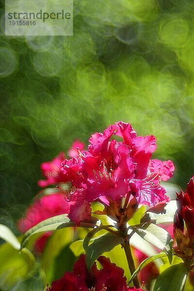 Rote Rhododendronblüte (Rhododendron)  mit Bokeh im Hintergrund  in einem Garten  Wilden  Nordrhein-Westfalen  Deutschland  Europa