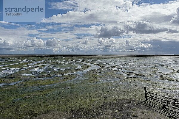 Wattenmeer bei Ebbe  Föhr  Nordfriesische Insel  Nordfriesland  Schleswig-Holstein  Deutschland  Europa