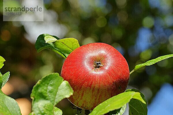 Reifer roter Apfel hängt erntereif am Baum vor blauem Himmel  Bokeh im Hintergrund  Obstbaum  Obstgarten  Nordrhein-Westfalen  Deutschland  Europa