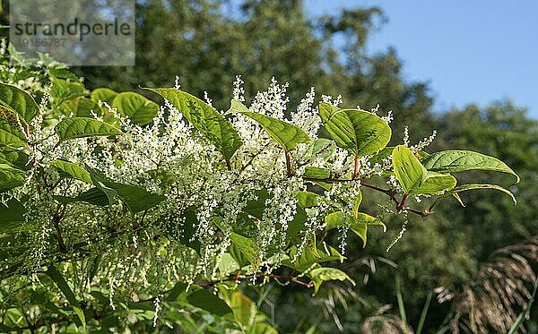 Blühender Japanischer Staudenknöterich (Fallopia Japonica)  eine invasive Pflanze auf einer Waldlichtung in Ystad  Schonen  Schweden  Skandinavien  Europa